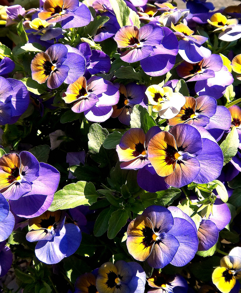 Viola Pansy